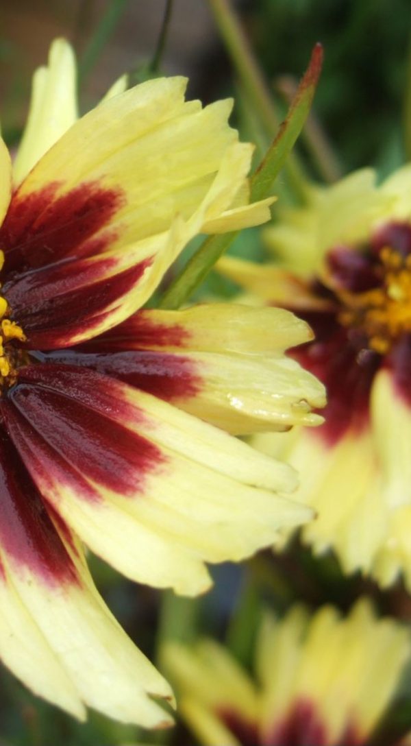 Coreopsis 'Uptick Cream and Red'3 Coreopsis 'Uptick Cream and Red'