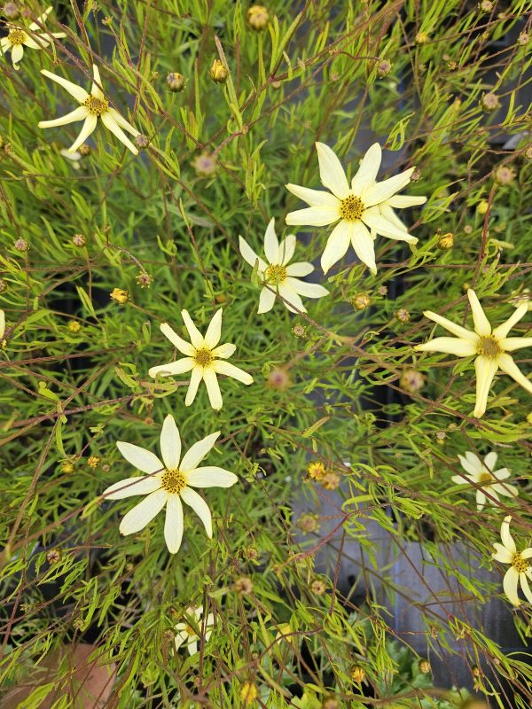 Coreopsis verticillata 'Moonbeam' Coreopsis verticillata 'Moonbeam'