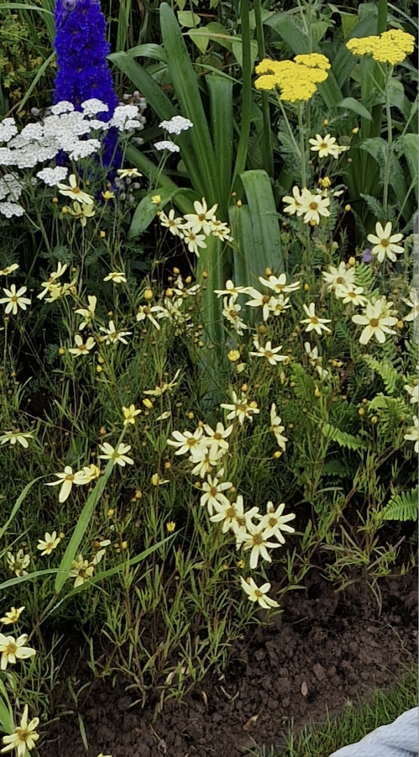 Coreopsis verticillata 'Moonbeam'2 Coreopsis verticillata 'Moonbeam'