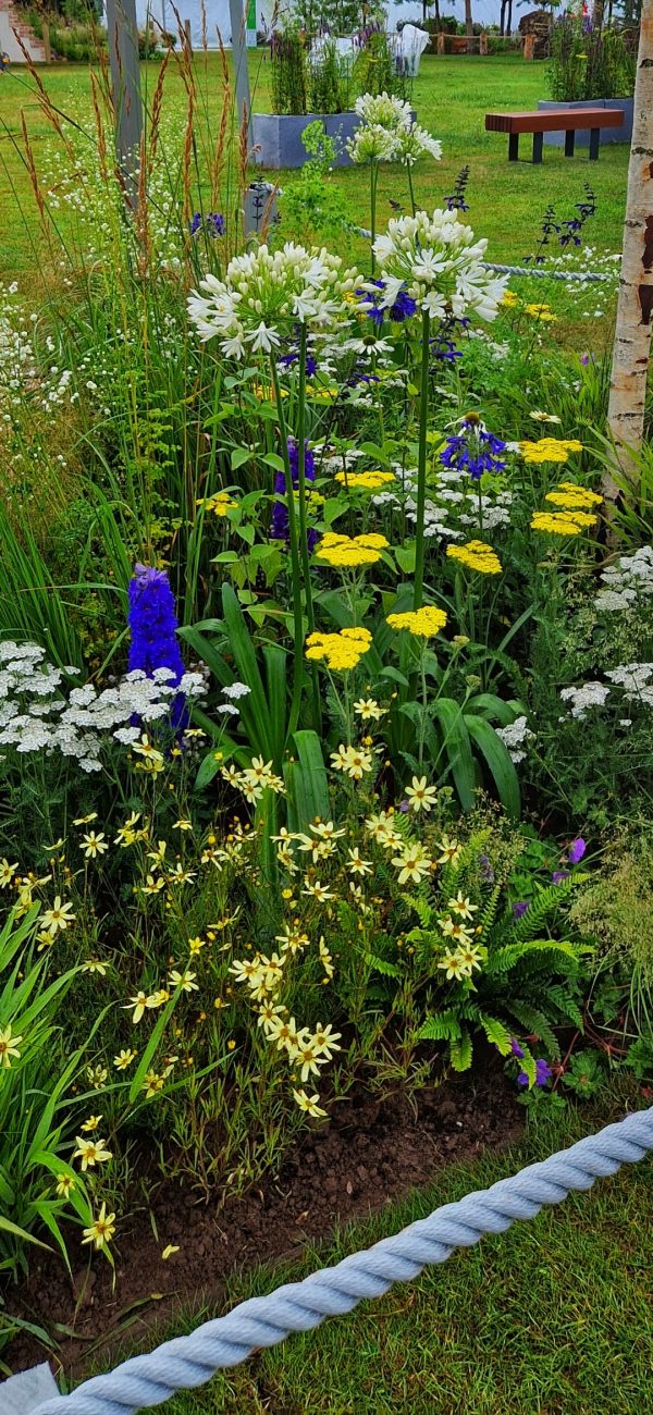Coreopsis verticillata 'Moonbeam'3 Coreopsis verticillata 'Moonbeam'