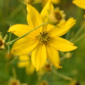 Coreopsis verticillata 'Zagreb'