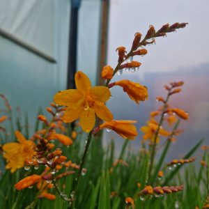 Crocosmia x crocosmiiflora 'Columbus'