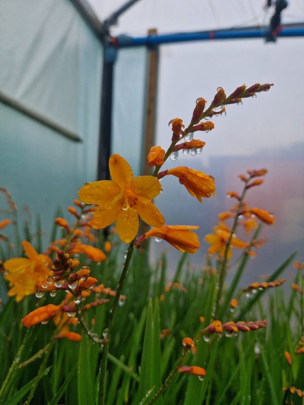 Crocosmia Columbus Crocosmia x crocosmiiflora 'Columbus'