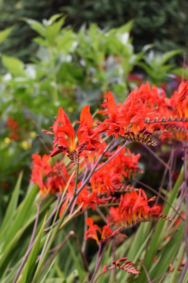 Crocosmia 'Lucifer' Crocosmia 'Lucifer'