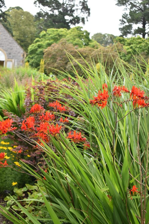 Crocosmia 'Lucifer'2 Crocosmia 'Lucifer'