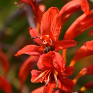Crocosmia 'Lucifer'