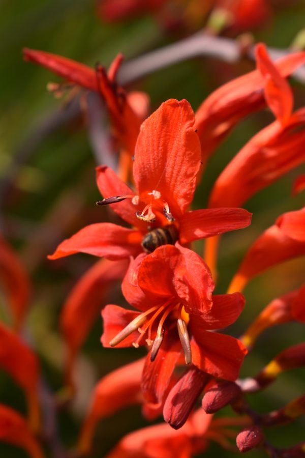 Crocosmia lucifer Crocosmia 'Lucifer'