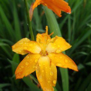 Crocosmia x crocosmiiflora 'Star of East'