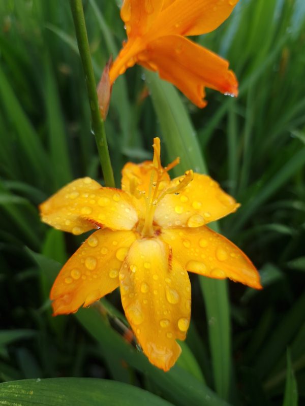 Crocosmia star of east Crocosmia x crocosmiiflora 'Star of East'