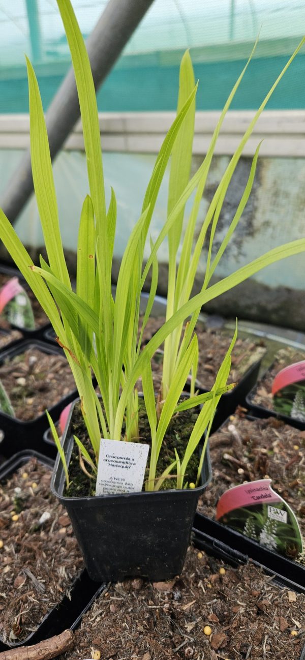 Crocosmia x crocosmiiflora 'Harlequin' Crocosmia x crocosmiiflora 'Harlequin'