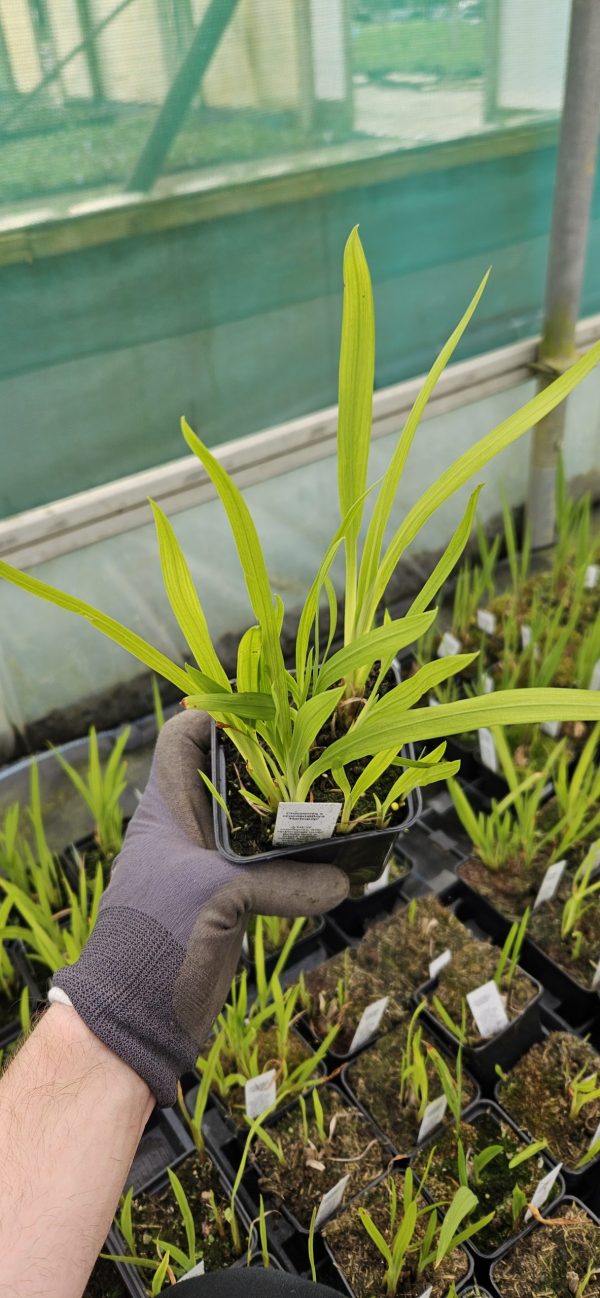 Crocosmia x crocosmiiflora 'Harlequin'2 Crocosmia x crocosmiiflora 'Harlequin'