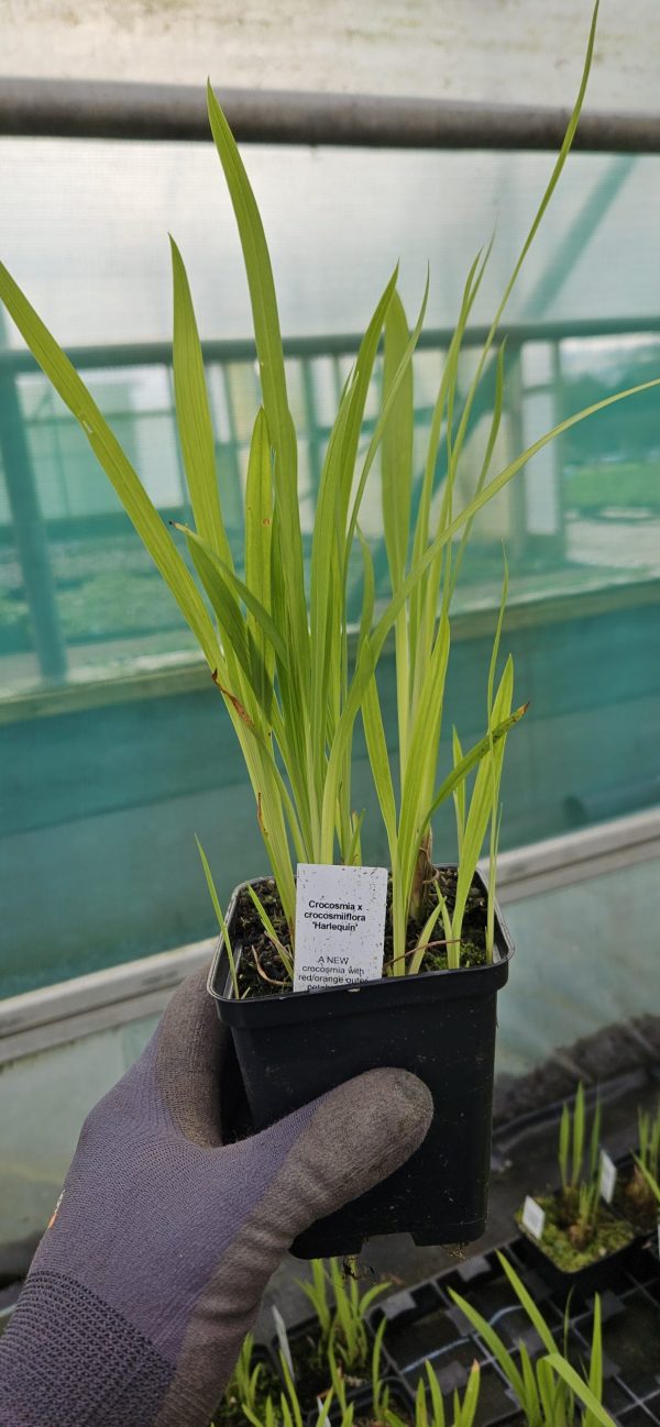 Crocosmia x crocosmiiflora 'Harlequin'3 Crocosmia x crocosmiiflora 'Harlequin'