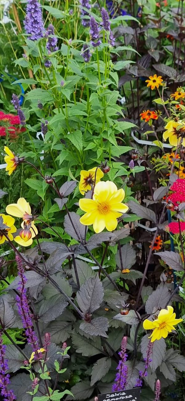 Dahlia 'Clarion' Dahlia 'Clarion'