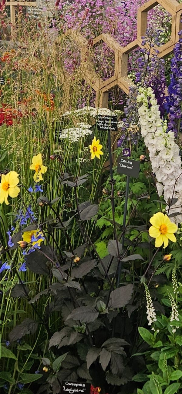 Dahlia 'Clarion'2 Dahlia 'Clarion'