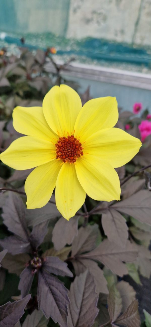 Dahlia 'Mystic Illusion' Dahlia 'Mystic Illusion'