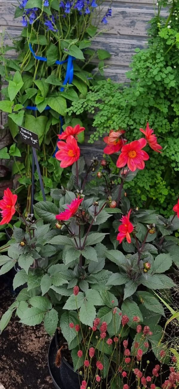 Dahlia 'Tiger Eye' Dahlia 'Tiger Eye'