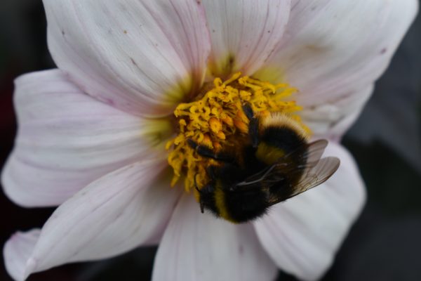 Dahlia 'Twyning's After Eight'