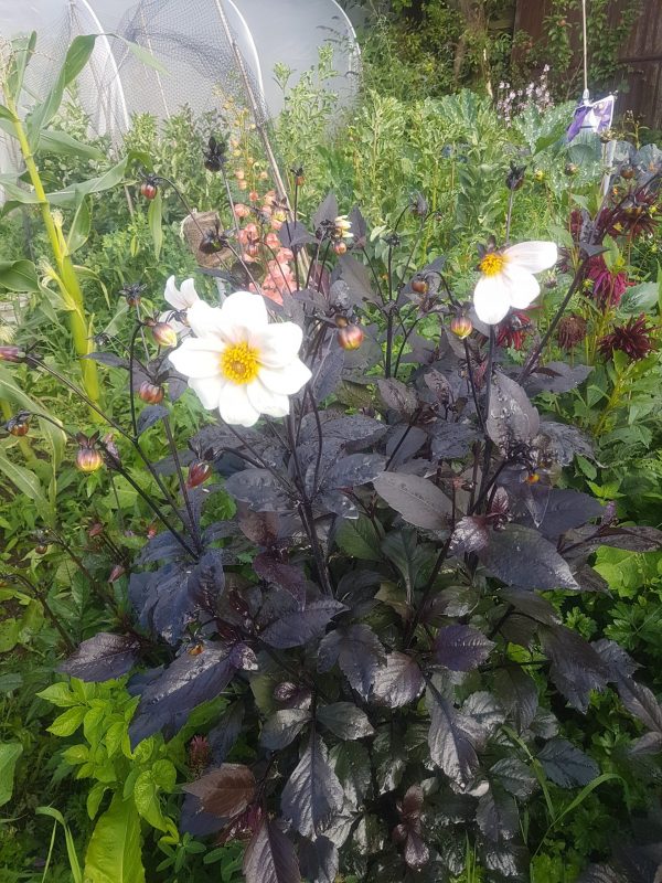 Dahlia 'Twyning's After Eight'