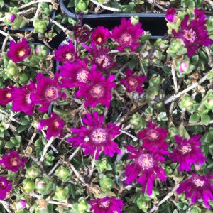 Delosperma 'Sundella Neon'