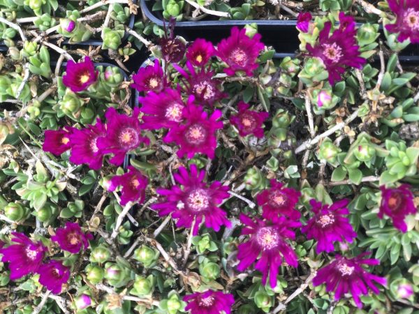 Delosperma 'Sundella Neon'