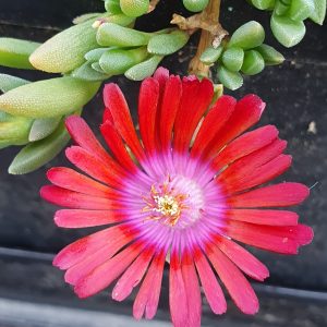 Delosperma 'Sundella Red'