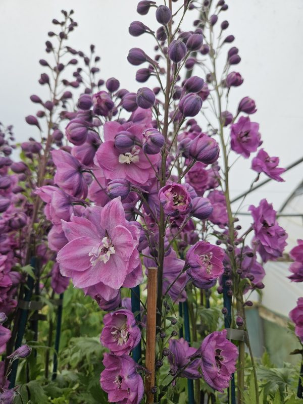 Delphinium 'Dusky Maidens' Delphinium 'Dusky Maidens'