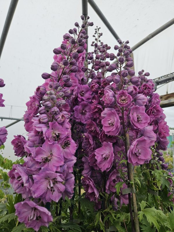 Delphinium 'Dusky Maidens'2 Delphinium 'Dusky Maidens'