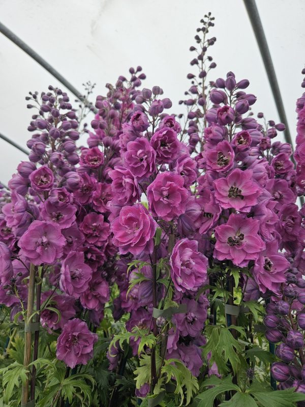Delphinium 'Dusky Maidens'3 Delphinium 'Dusky Maidens'