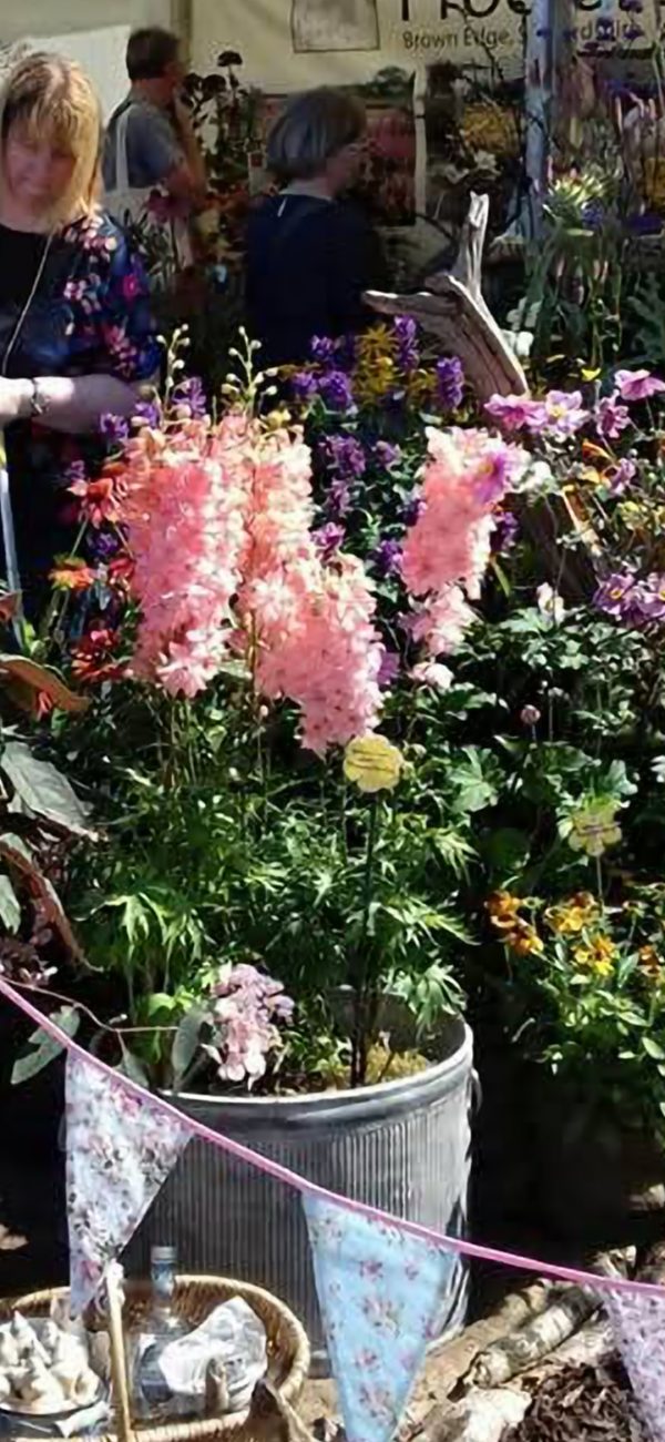 Delphinium 'Princess Caroline'