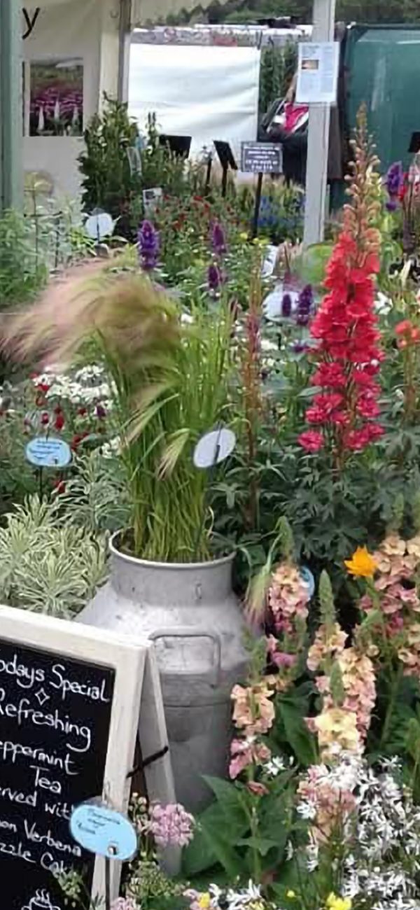 Delphinium 'Red Caroline'