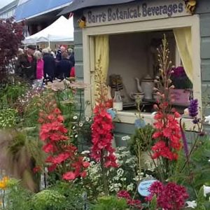 Delphinium 'Red Caroline'