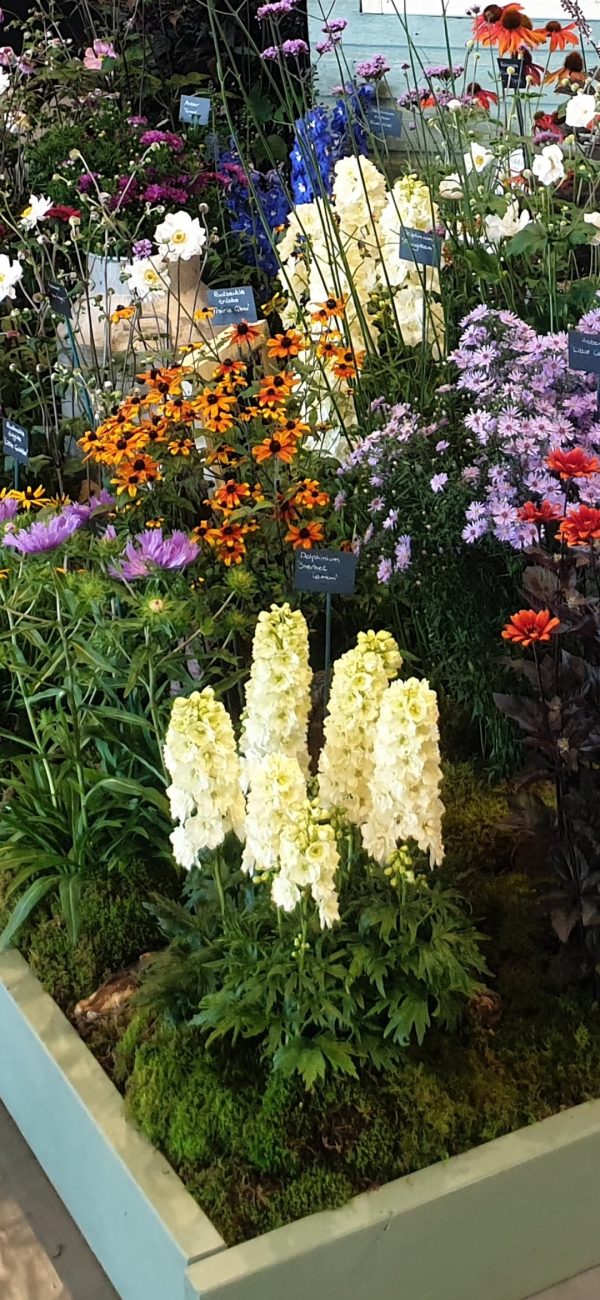 Delphinium 'Sherbet Lemon'