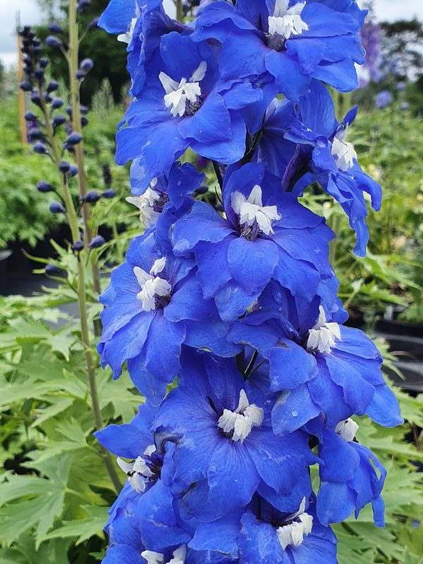 Delphinium blue nile Delphinium elatum 'Blue Nile'