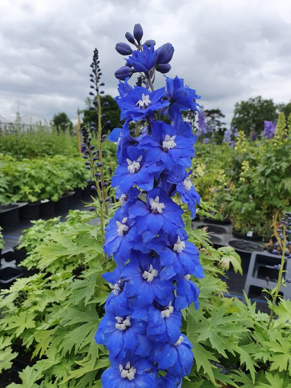 Delphinium blue nile2 Delphinium elatum 'Blue Nile'