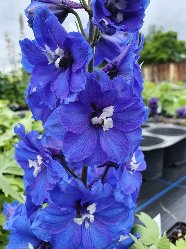 Delphinium blue nile3 Delphinium elatum 'Blue Nile'