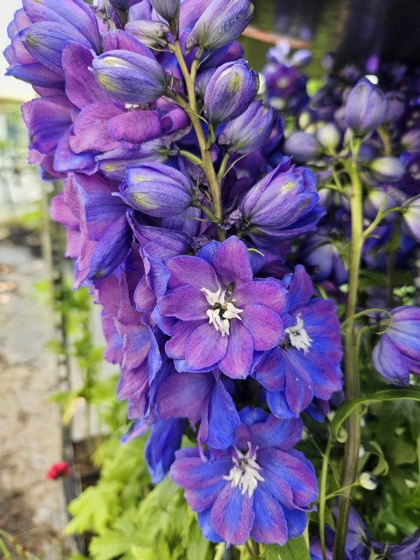 Delphinium elatum 'Guardian Blue' Delphinium elatum 'Guardian Blue'