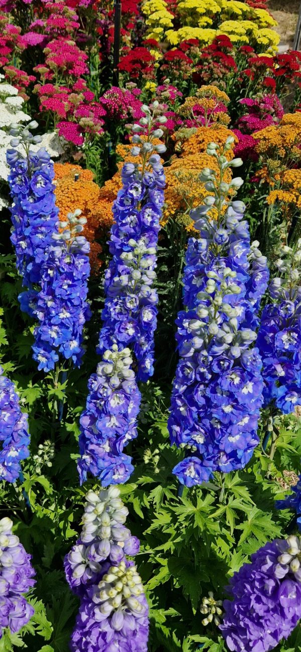 Delphinium elatum 'Guardian Blue'2 Delphinium elatum 'Guardian Blue'