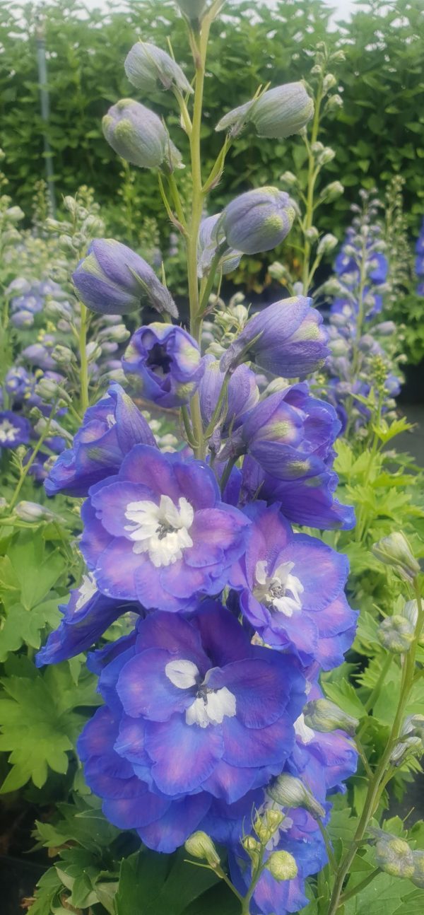 Delphinium elatum 'Guardian Blue'3 Delphinium elatum 'Guardian Blue'