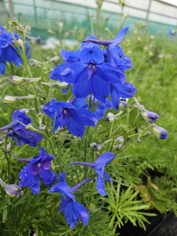 Delphinium grandiflorum 'Summer Nights'