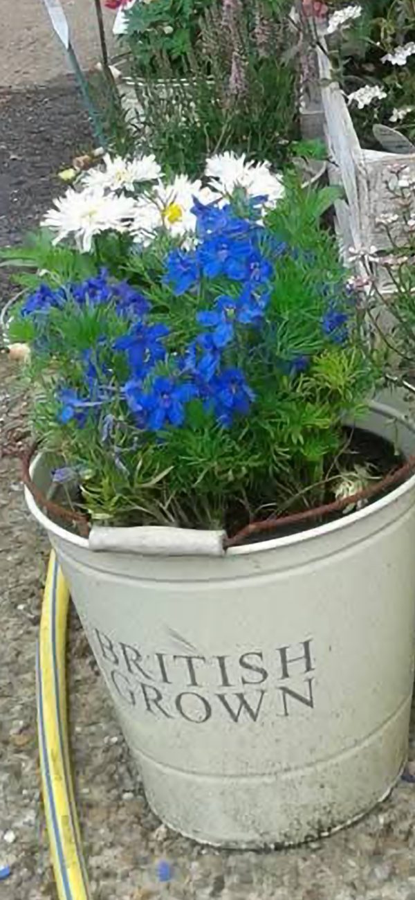 Delphinium grandiflorum 'Summer Nights'