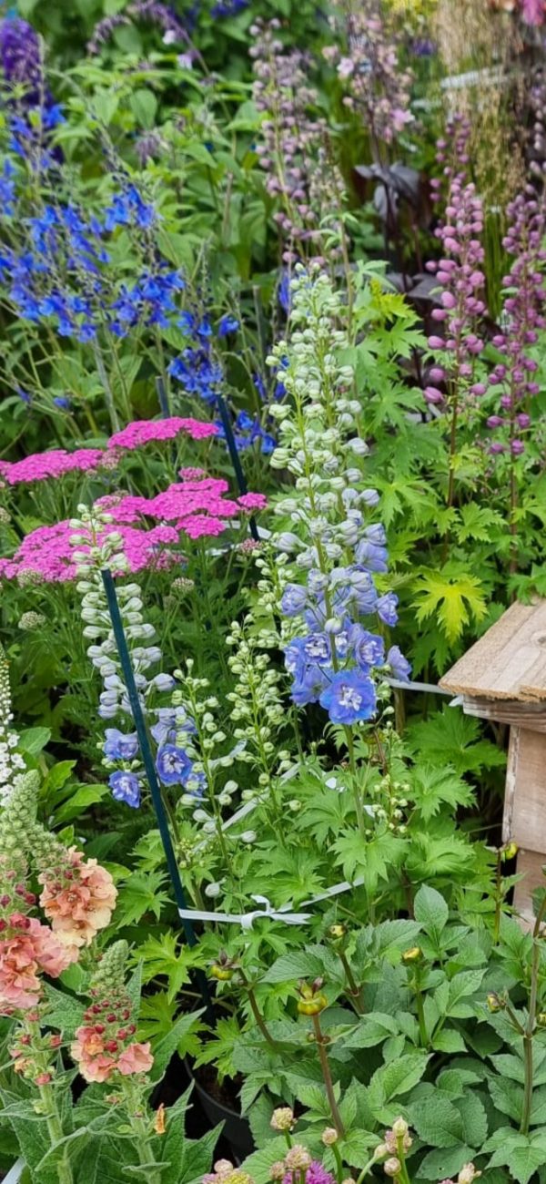 Delphinium x cultorum 'Jupiter F1 Sky Blue' Delphinium x cultorum 'Jupiter F1 Sky Blue'