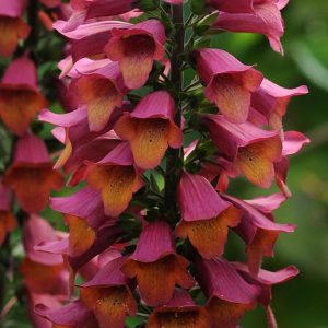 Digitalis 'Foxlight Ruby Glow'