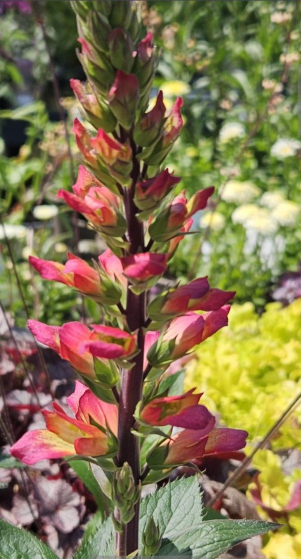 Digitalis 'Foxlight Ruby Glow'