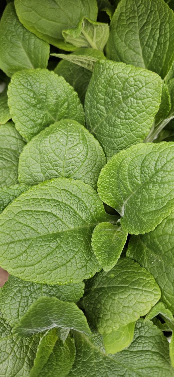 Digitalis purpurea 'Dalmatian Purple' Digitalis purpurea 'Dalmatian Purple'