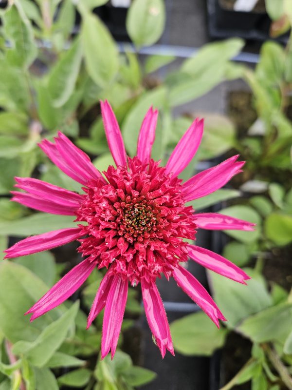 Echinacea 'Delicious Candy'