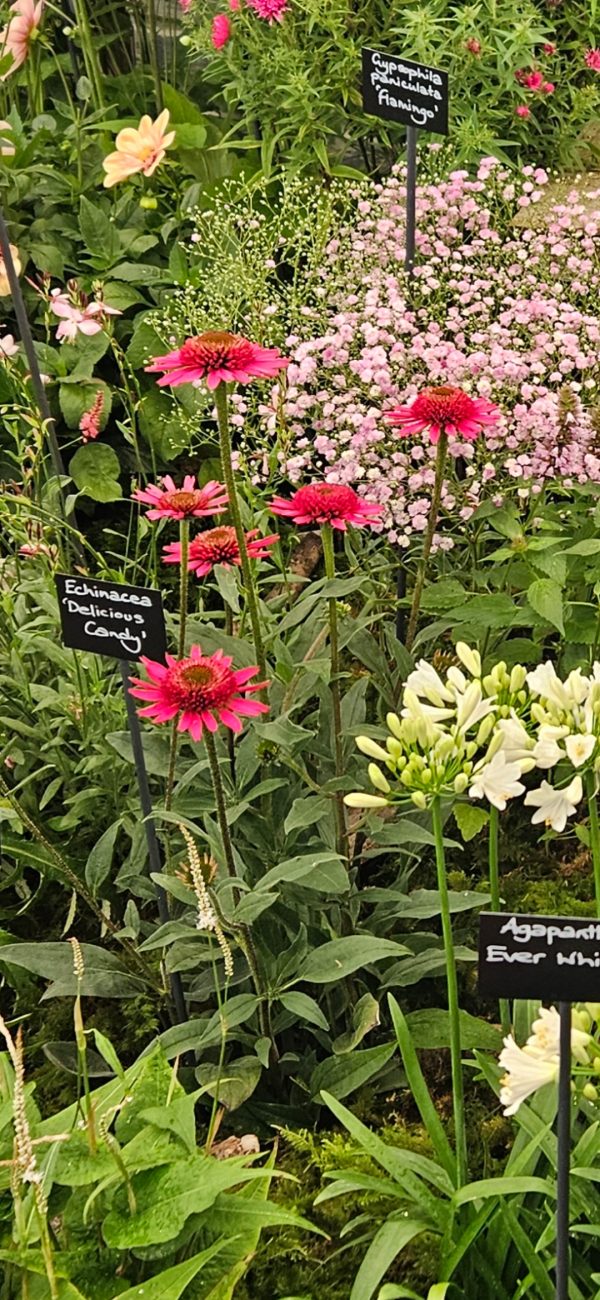 Echinacea 'Delicious Candy'