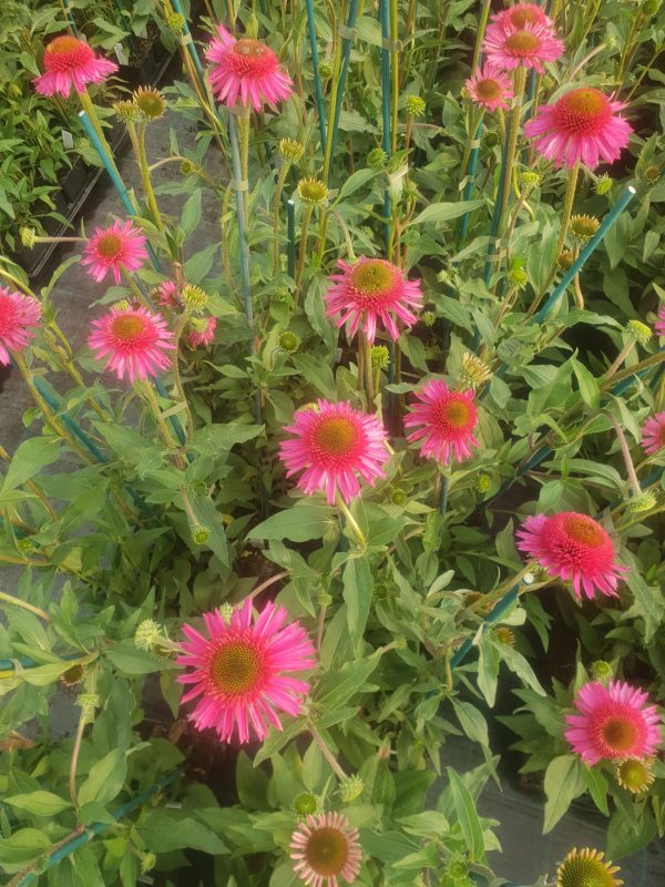 Echinacea 'Delicious Candy'