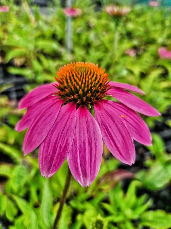 Echinacea purpurea 'Pow Wow Wild Berry' Echinacea purpurea 'Pow Wow Wild Berry'
