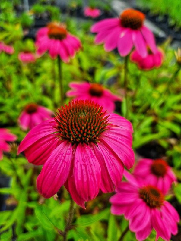 Echinacea purpurea 'Pow Wow Wild Berry'2 Echinacea purpurea 'Pow Wow Wild Berry'