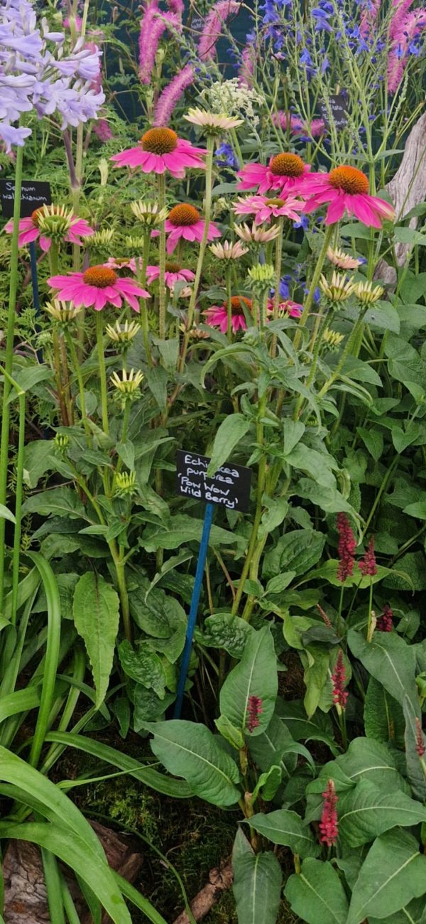 Echinacea purpurea 'Pow Wow Wild Berry'3 Echinacea purpurea 'Pow Wow Wild Berry'